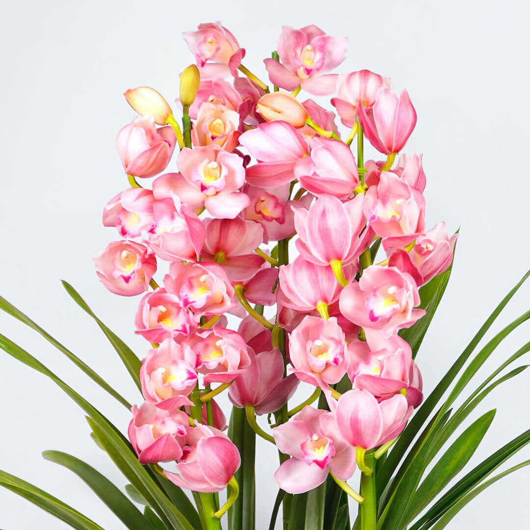 【お歳暮・お年賀】 シンビジューム（ストレート型・ピンク・3本立）