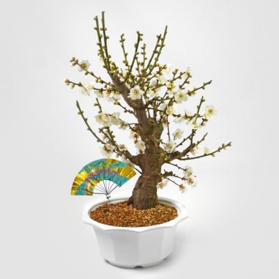 白梅盆栽｜青山花茂本店
