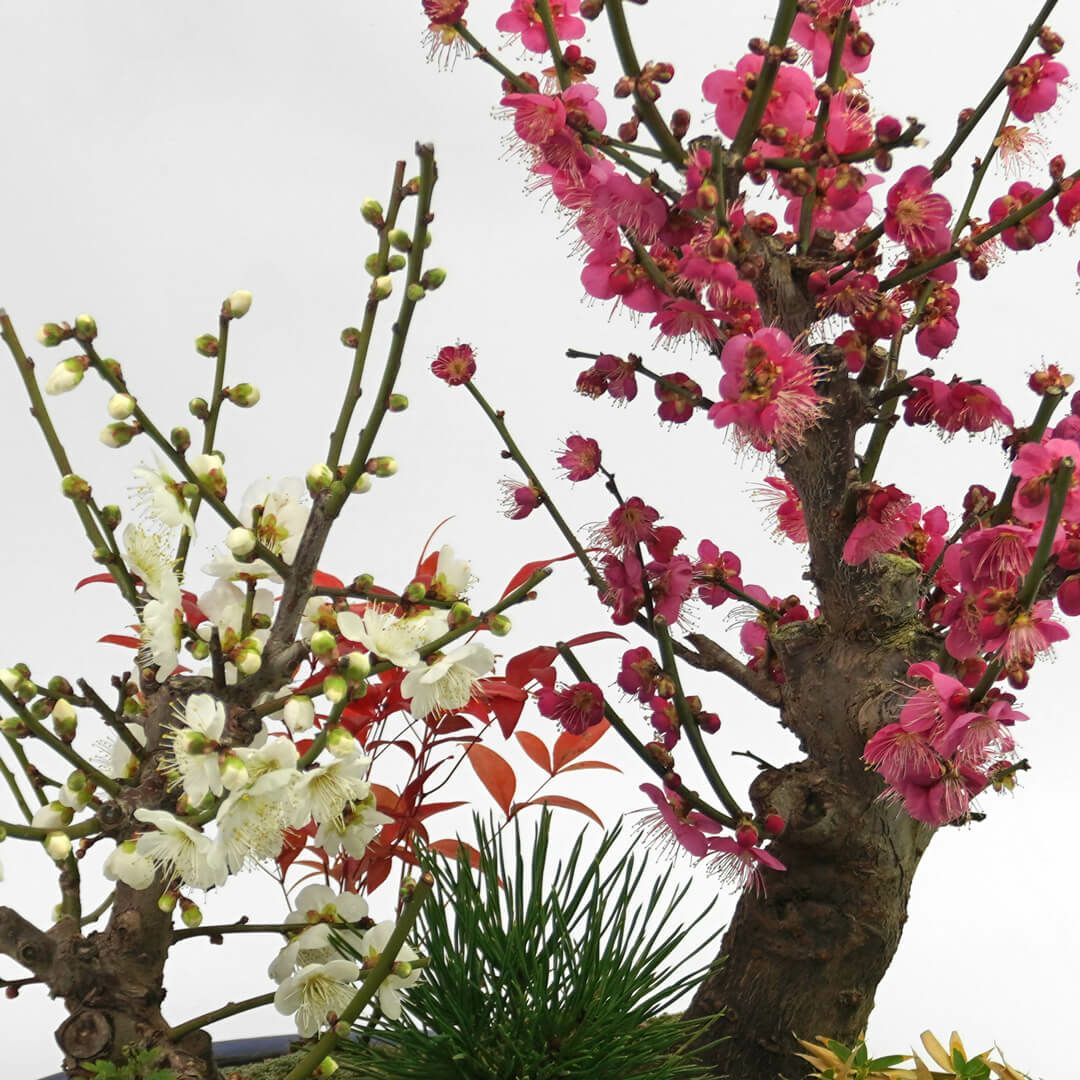 紅白梅盆栽｜青山花茂本店