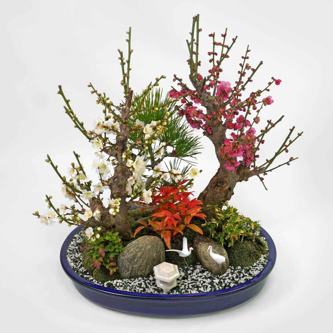 【お正月・お年賀】紅白梅盆栽（大）