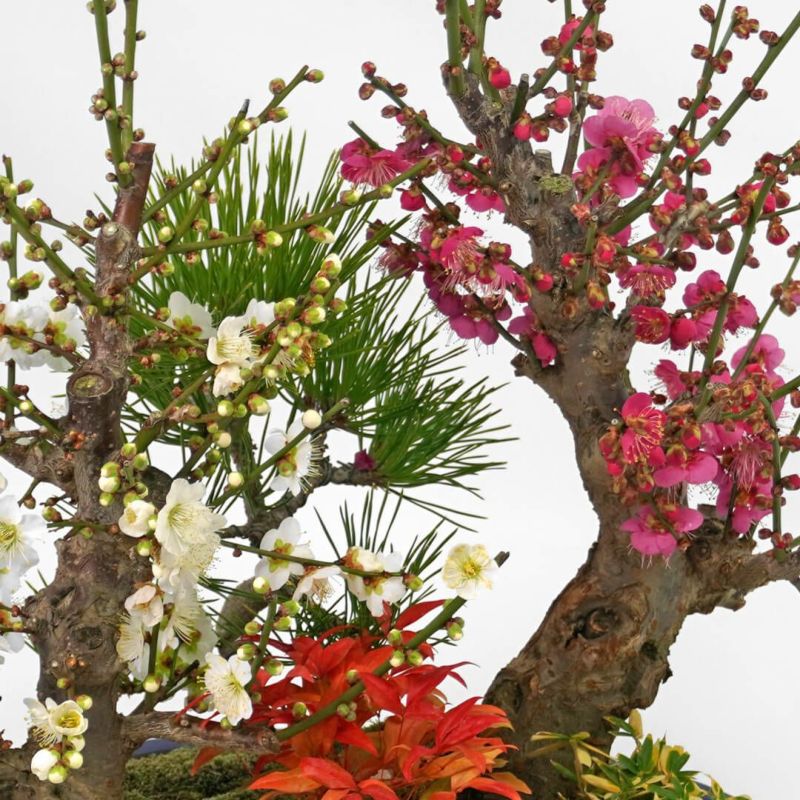 【お正月・お年賀】紅白梅盆栽（大）