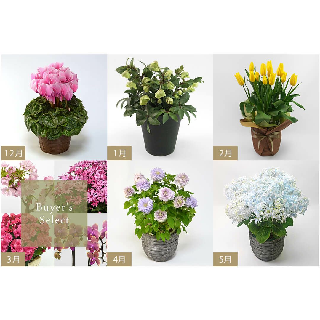 花のある暮らし 毎月届く鉢植えの花