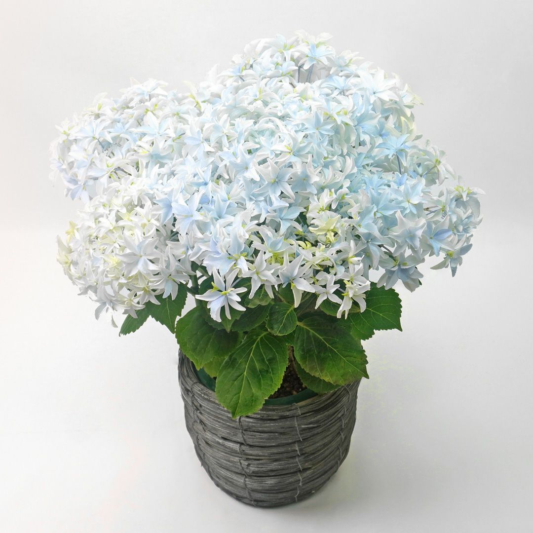 花のある暮らし 毎月届く鉢植えの花5月：ブルーや淡いグリーンのグラデーションのハイドランジア